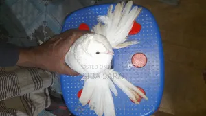 Best Quality Indian Loton Female Pigeon