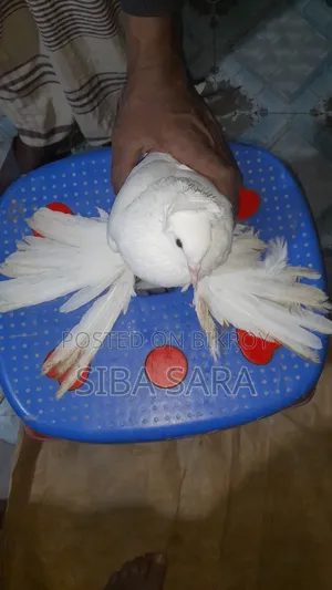 Best Quality Indian Loton Female Pigeon