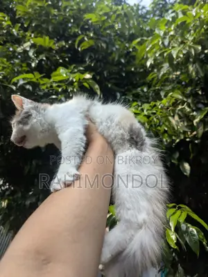 1-3 months Female Purebred Persian Kitten