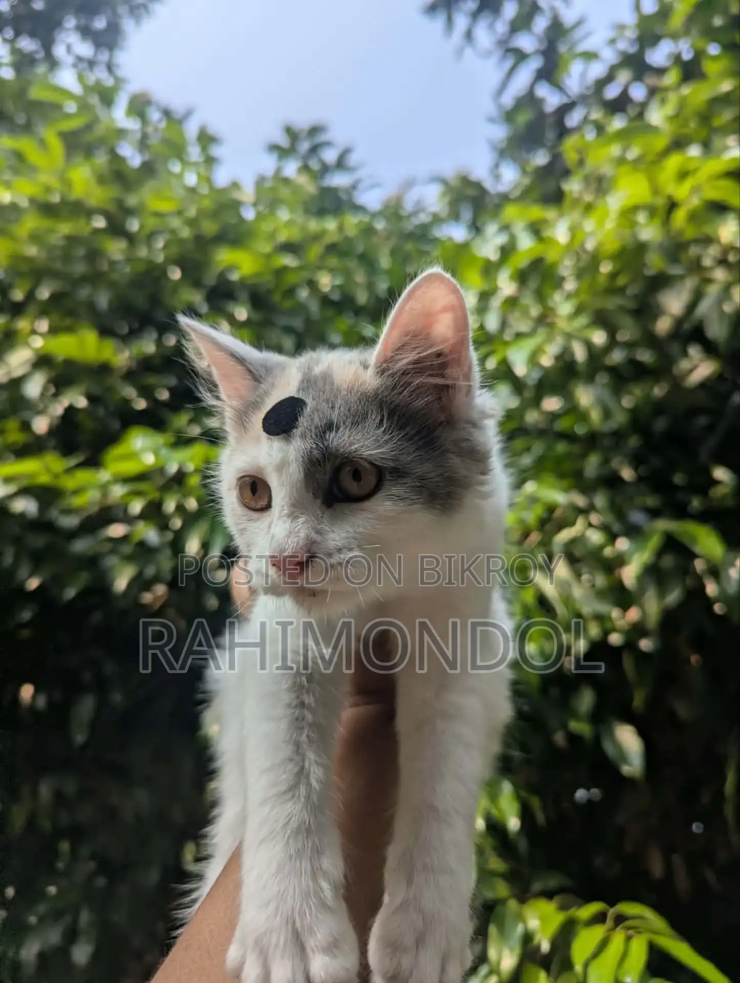 1-3 months Female Purebred Persian Kitten
