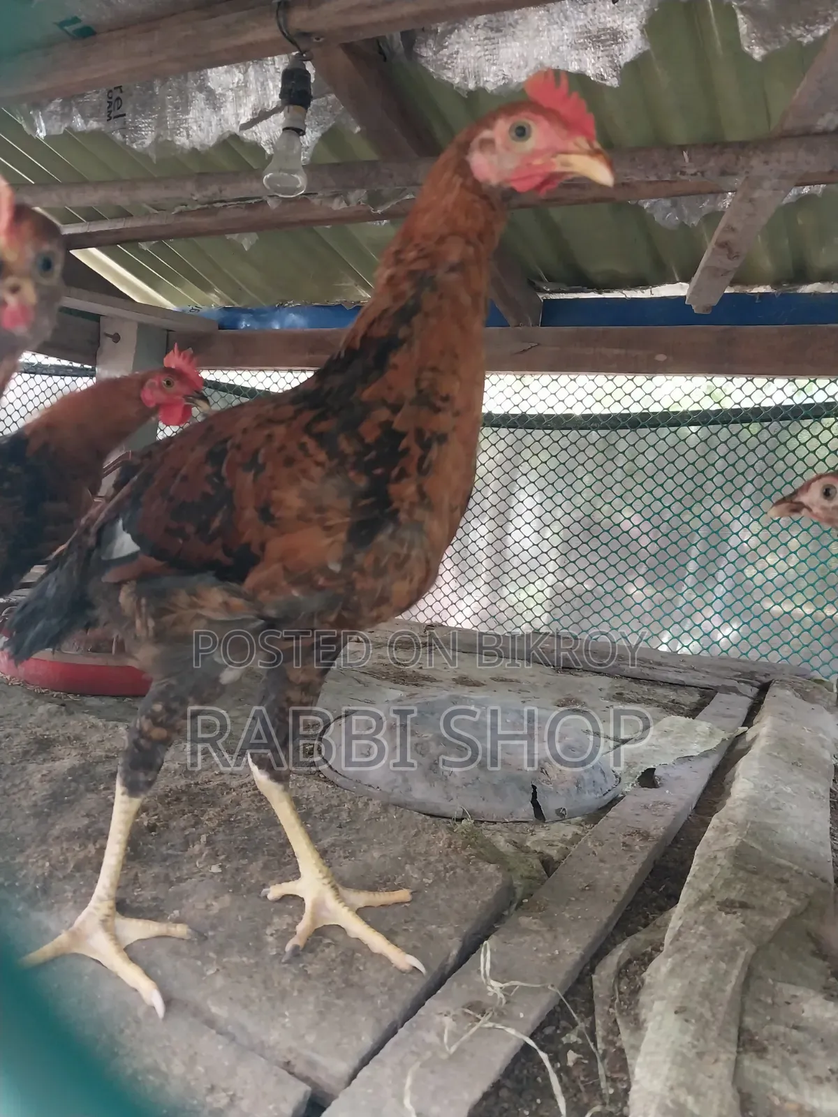 Deshi Chicken