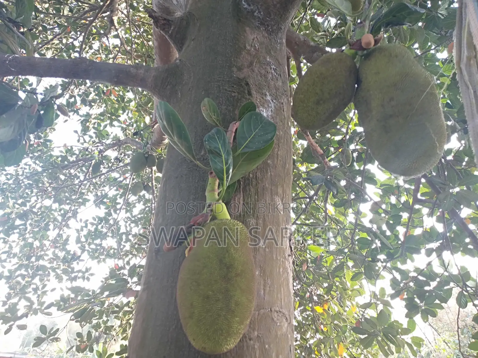 মিঃ স্বপন সরকার