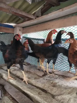 Deshi Chicken