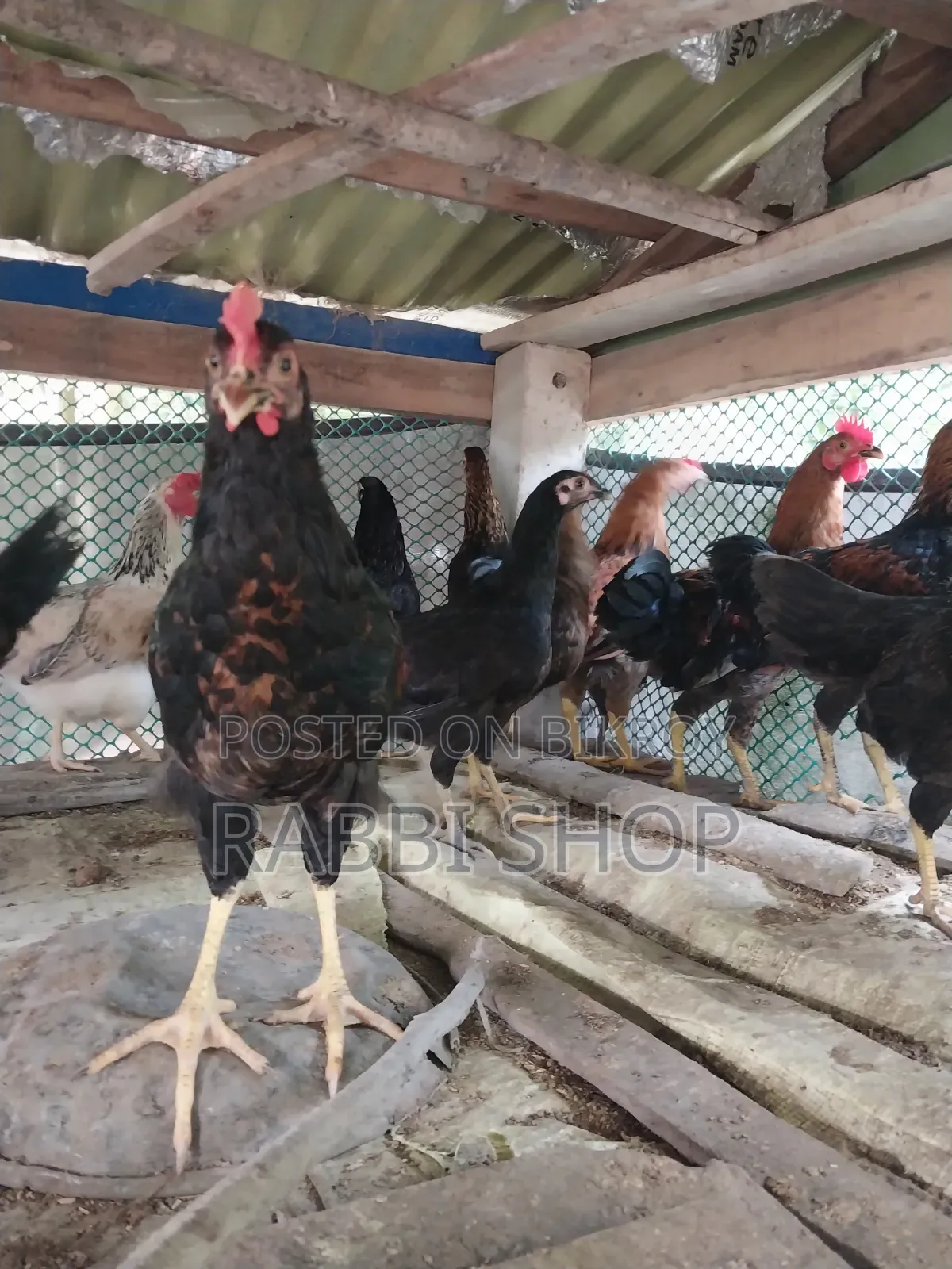 Deshi Chicken