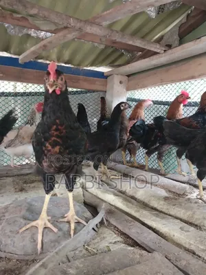 Deshi Chicken