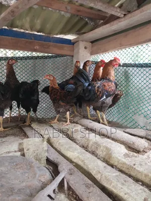 Deshi Chicken