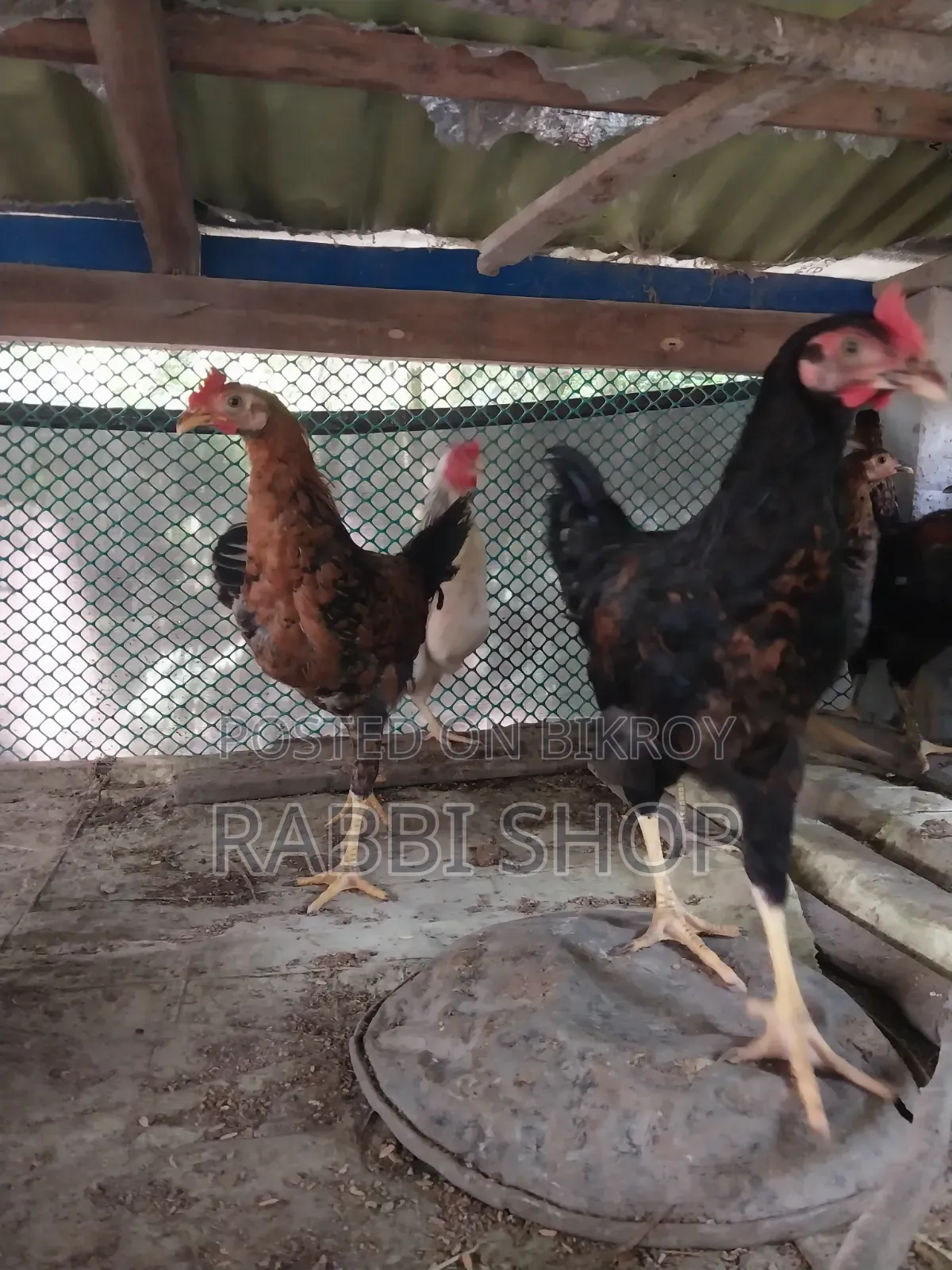 Deshi Chicken