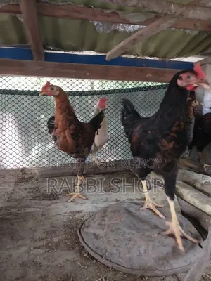 Deshi Chicken