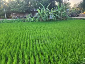 রিসোর্ট ও বিনোদন পার্ক করার মত উপযুক্ত জায়গা বিক্রয় হবে