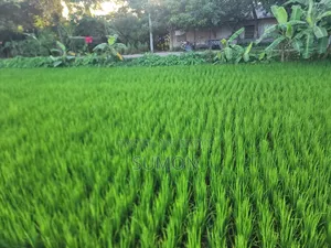 রিসোর্ট ও বিনোদন পার্ক করার মত উপযুক্ত জায়গা বিক্রয় হবে