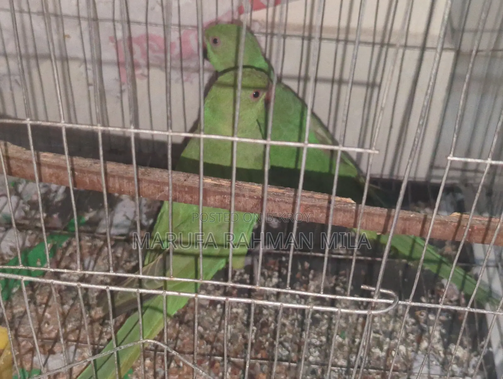 2 Green Parrots (Male & Female)