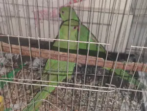 2 Green Parrots (Male & Female)