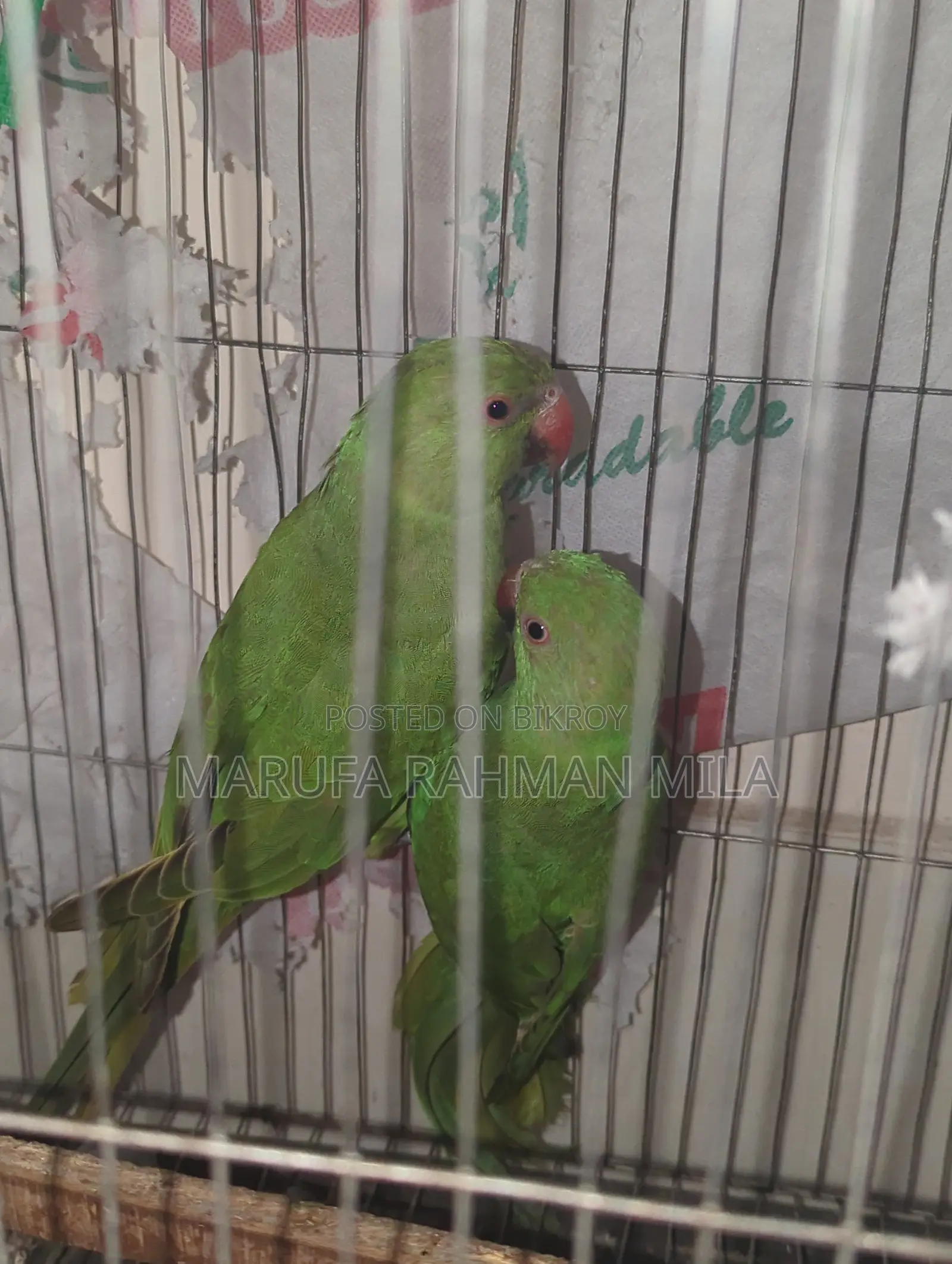 2 Green Parrots (Male & Female)