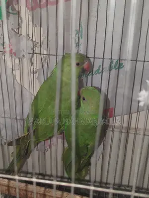 2 Green Parrots (Male & Female)