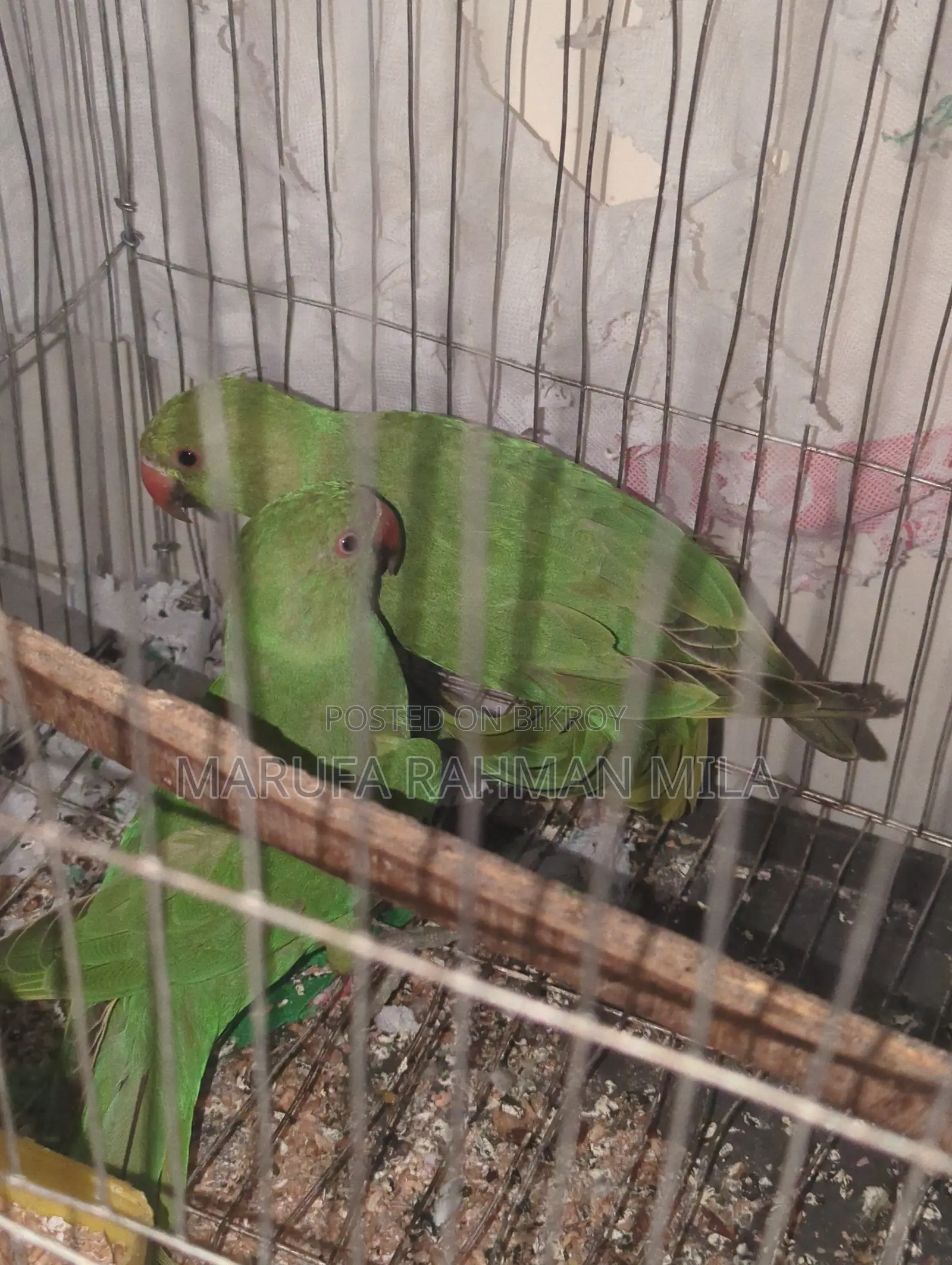 2 Green Parrots (Male & Female)