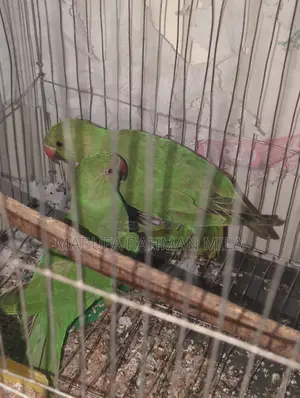 2 Green Parrots (Male & Female)