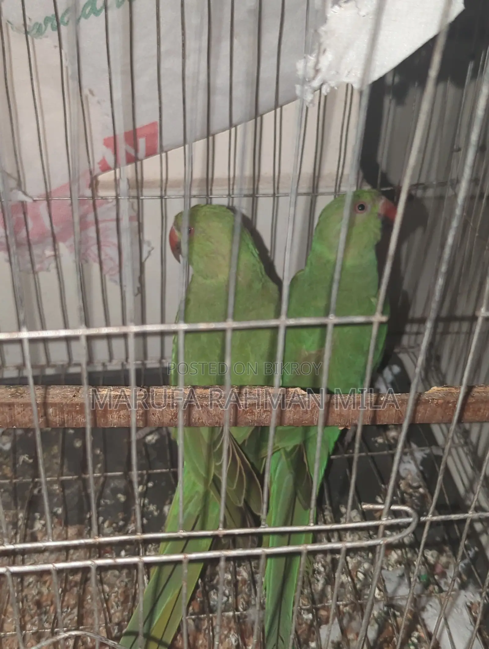 2 Green Parrots (Male & Female)