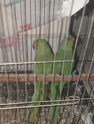 2 Green Parrots (Male & Female)