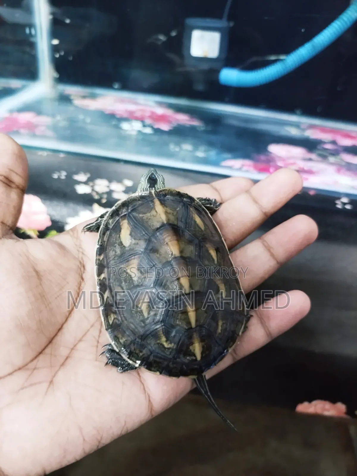 Aquarium Fish