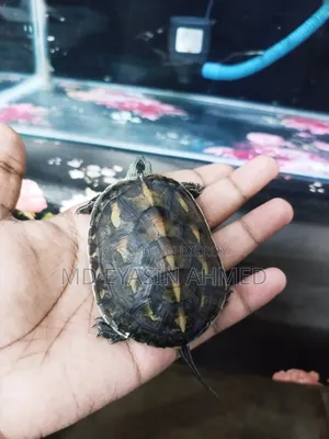 Aquarium Fish