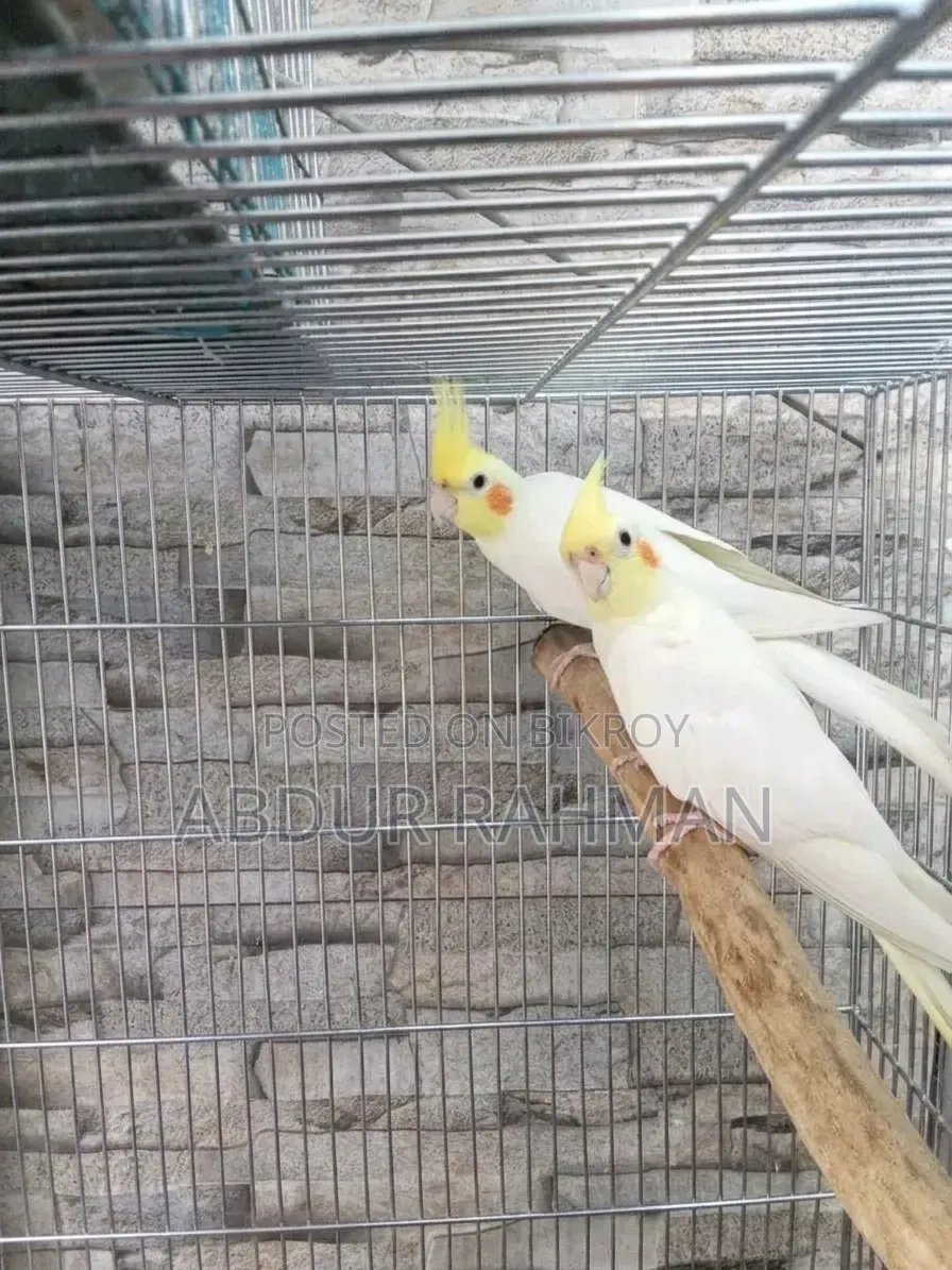 রানিং ককটেল বিক্রি
