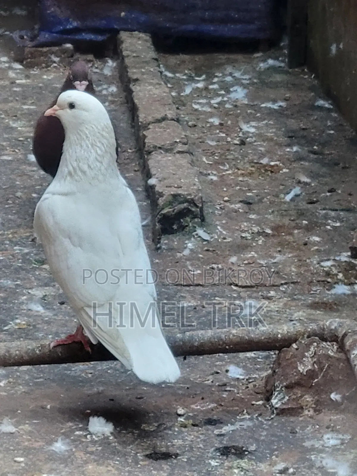 Running Pigeon