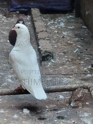 Running Pigeon