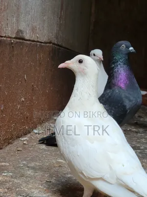 Running Pigeon