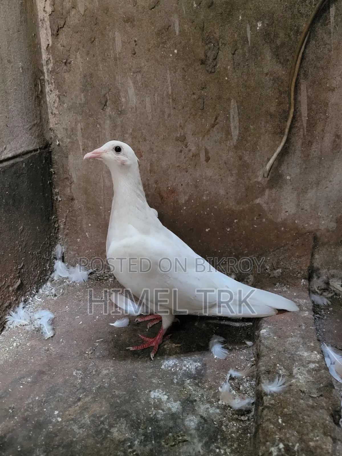 Running Pigeon