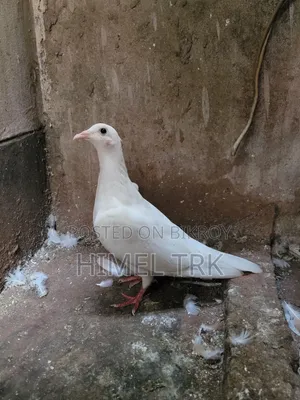 Running Pigeon