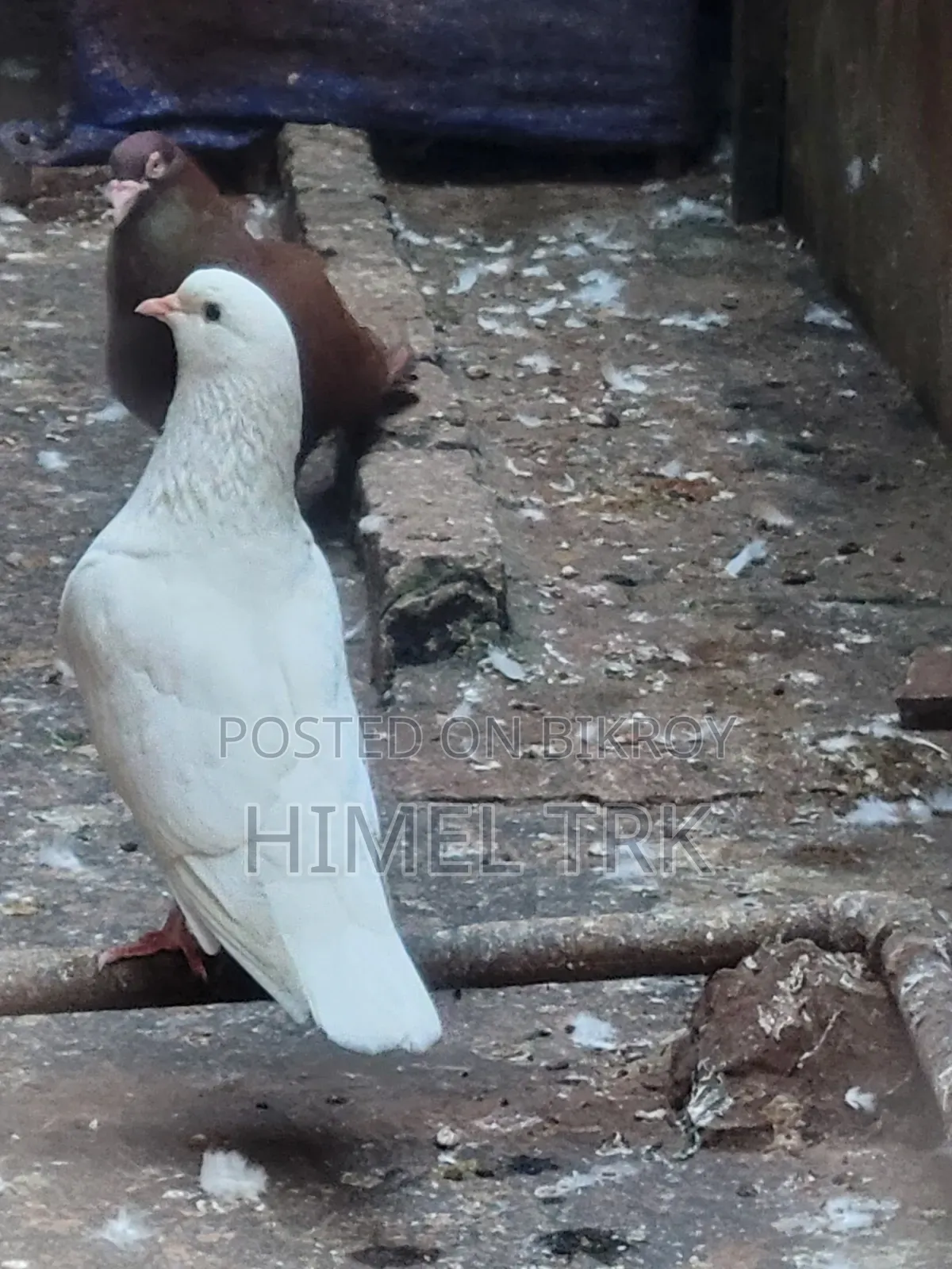 Running Pigeon