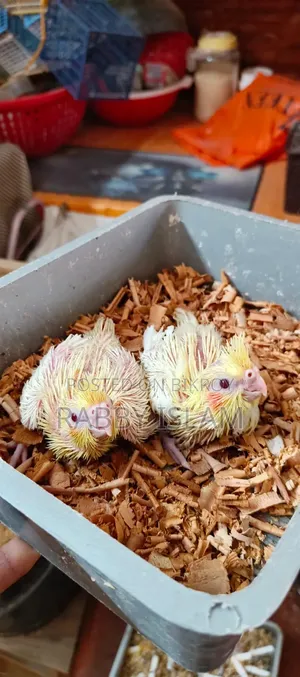 Tame Chick