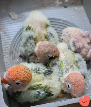 Tame Chick