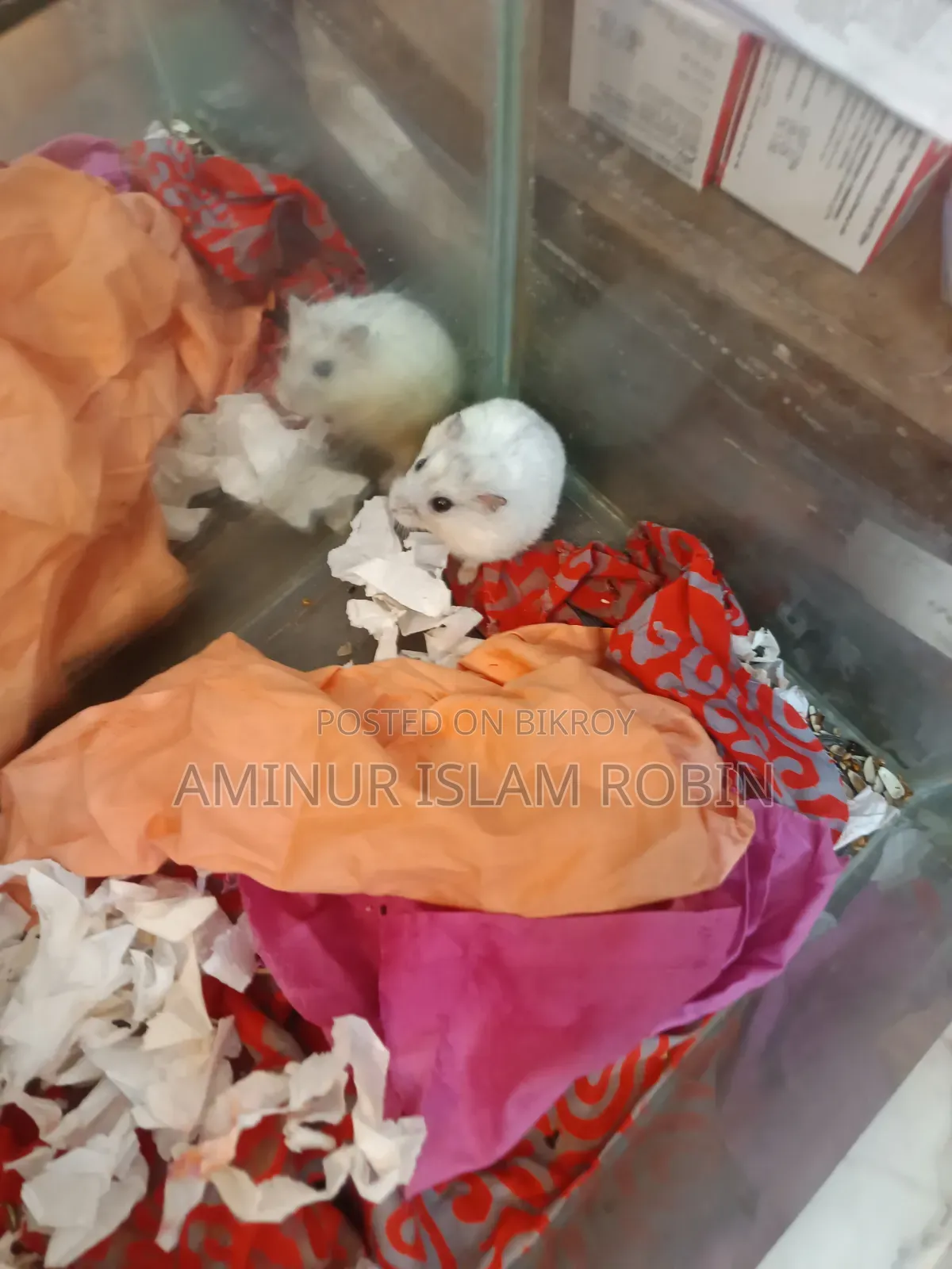 উইন্টার হোয়াইট হ্যামস্টার