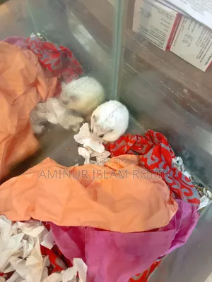 উইন্টার হোয়াইট হ্যামস্টার