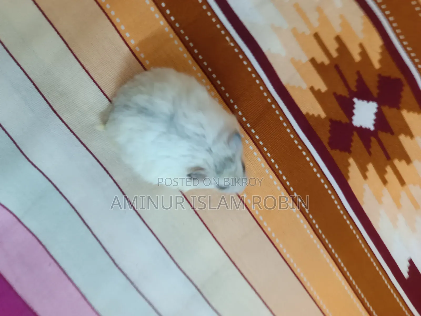 উইন্টার হোয়াইট হ্যামস্টার
