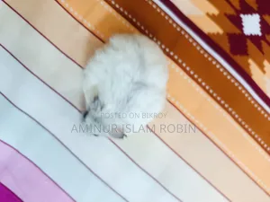 উইন্টার হোয়াইট হ্যামস্টার