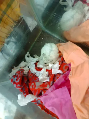 উইন্টার হোয়াইট হ্যামস্টার