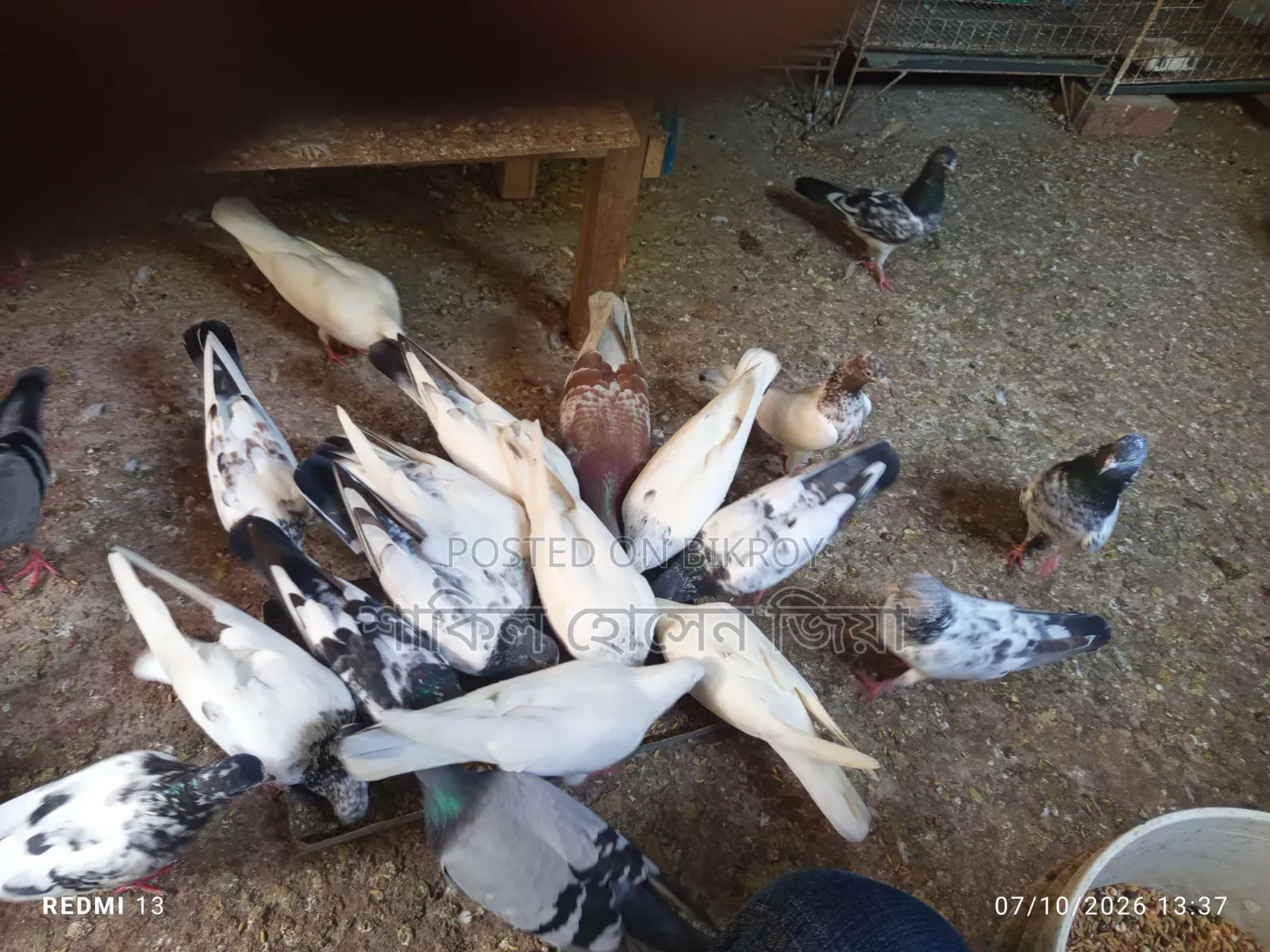 High Quality Pakistani Fancy Pigeons