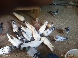 High Quality Pakistani Fancy Pigeons