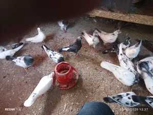 High Quality Pakistani Fancy Pigeons