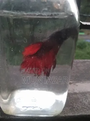 সুপার রেড হাফমুন বেট্টা ফাইটার ফিশ - উপলব্ধ - সম্পূর্ণ সক্রিয় -