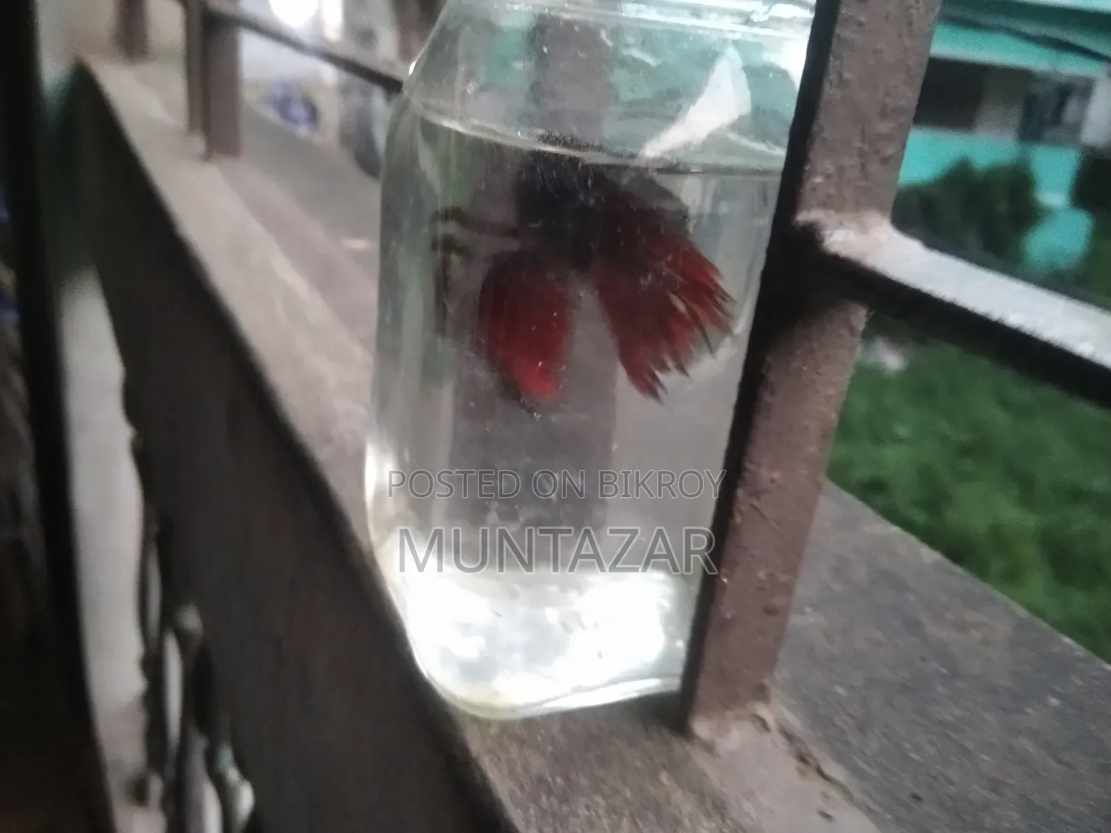 সুপার রেড হাফমুন বেট্টা ফাইটার ফিশ - উপলব্ধ - সম্পূর্ণ সক্রিয় -