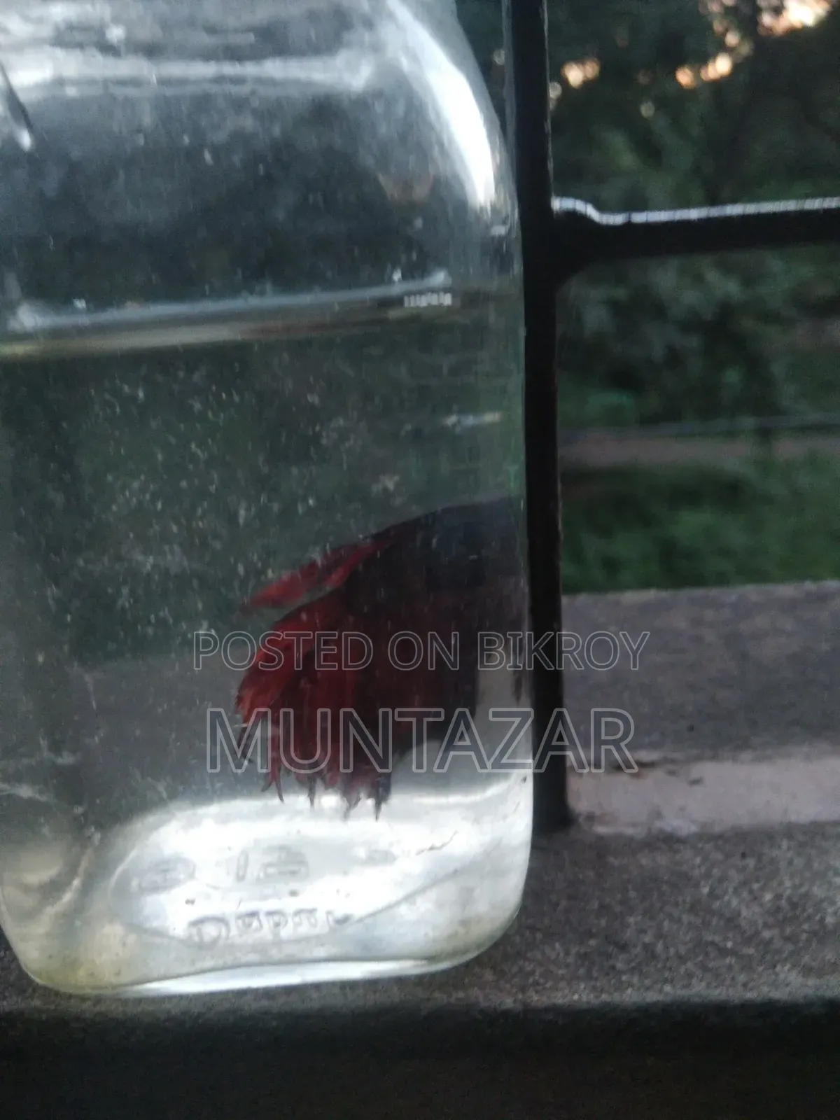 সুপার রেড হাফমুন বেট্টা ফাইটার ফিশ - উপলব্ধ - সম্পূর্ণ সক্রিয় -