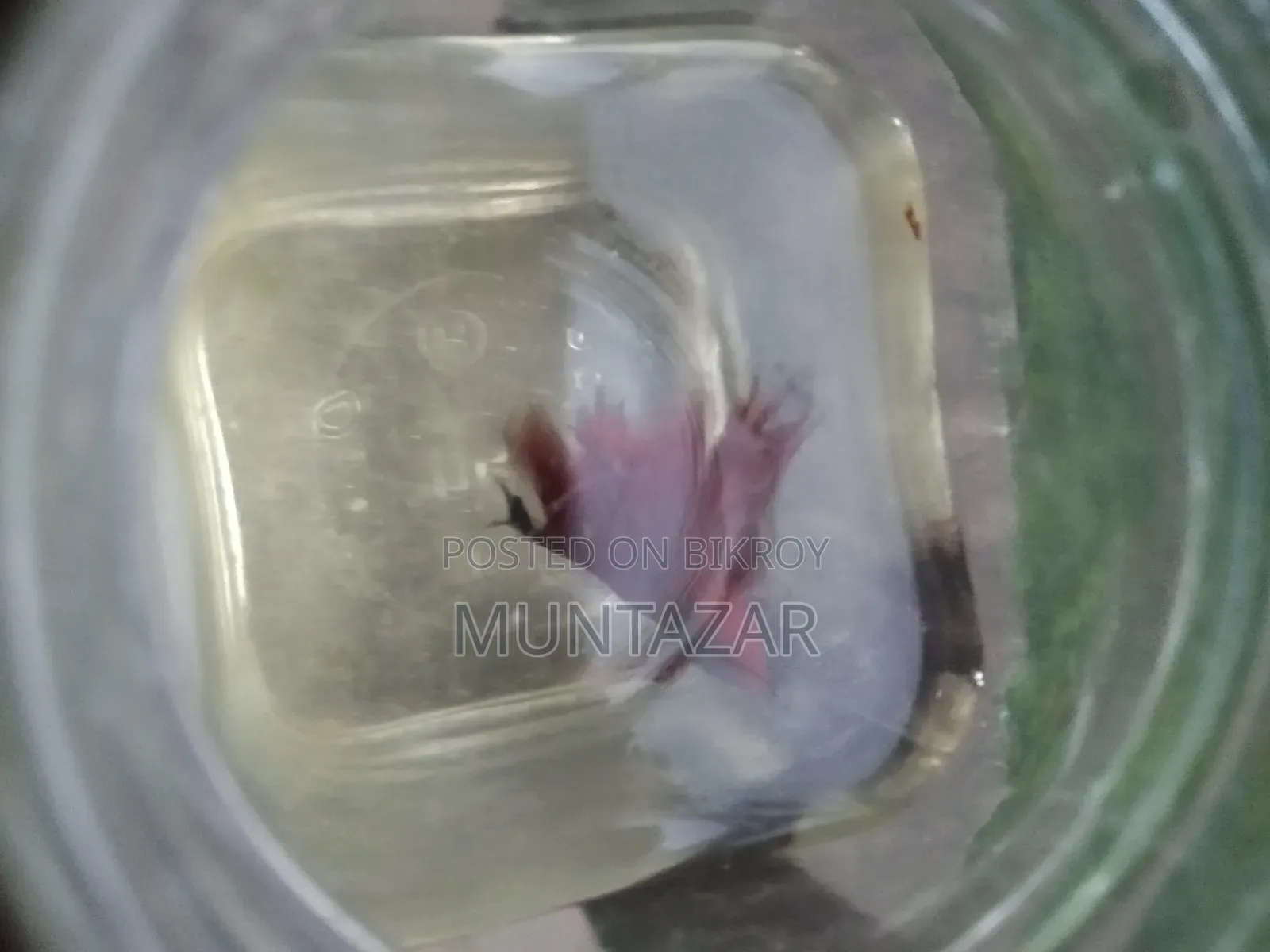 সুপার রেড হাফমুন বেট্টা ফাইটার ফিশ - উপলব্ধ - সম্পূর্ণ সক্রিয় -