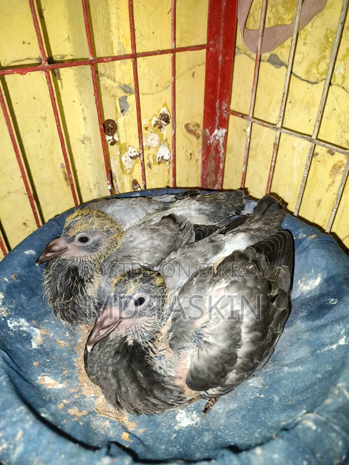 There is a pair of pure pigeons with running babies to be sold