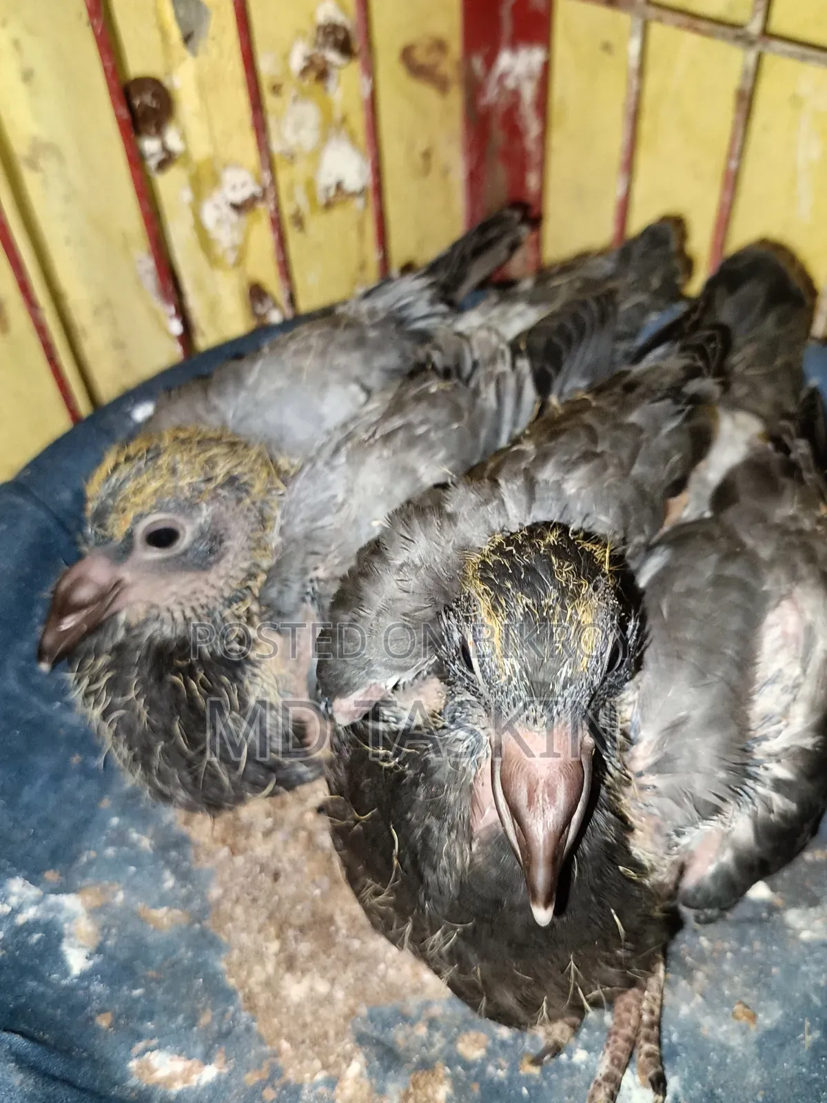 There is a pair of pure pigeons with running babies to be sold