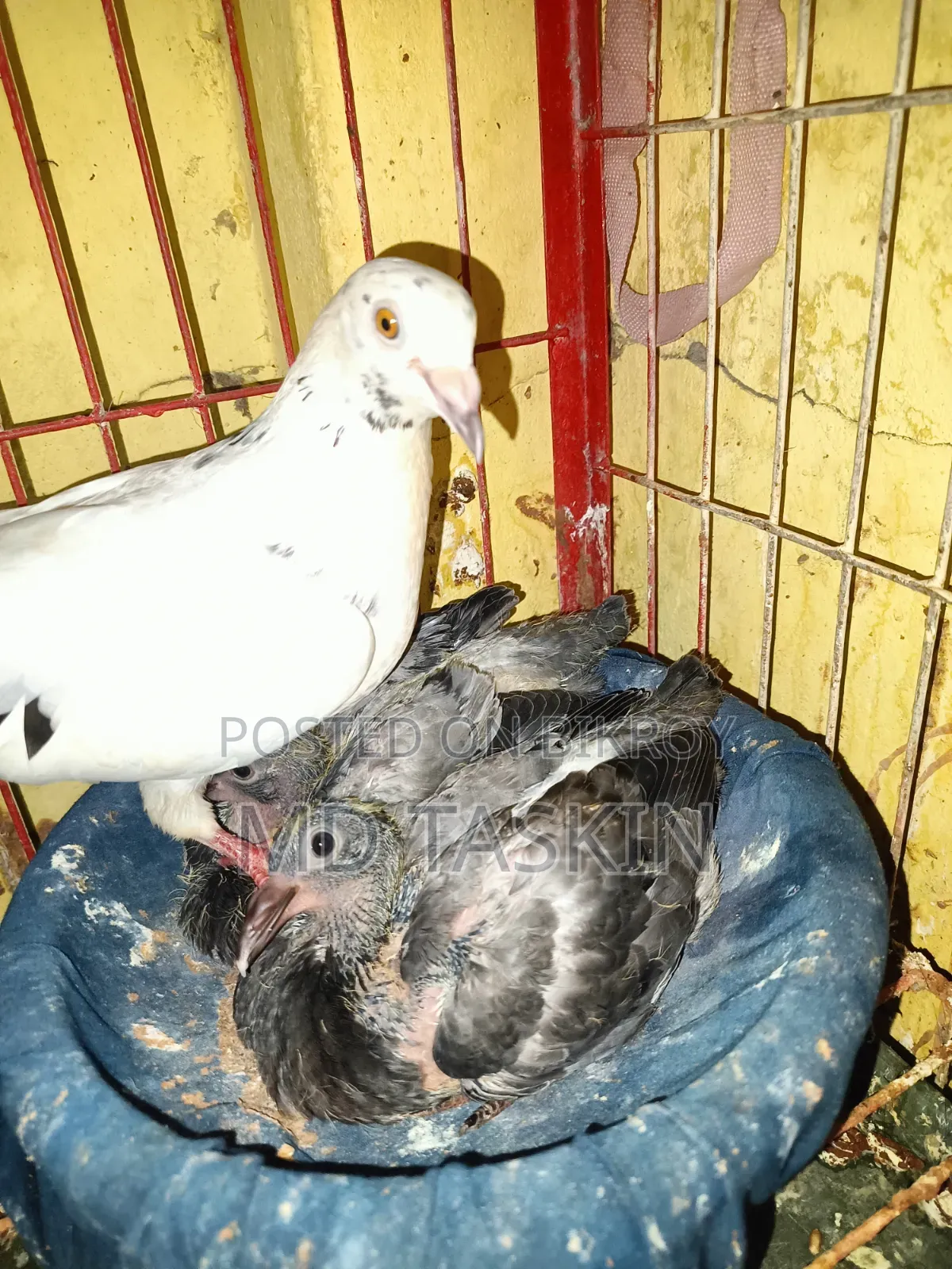 There is a pair of pure pigeons with running babies to be sold