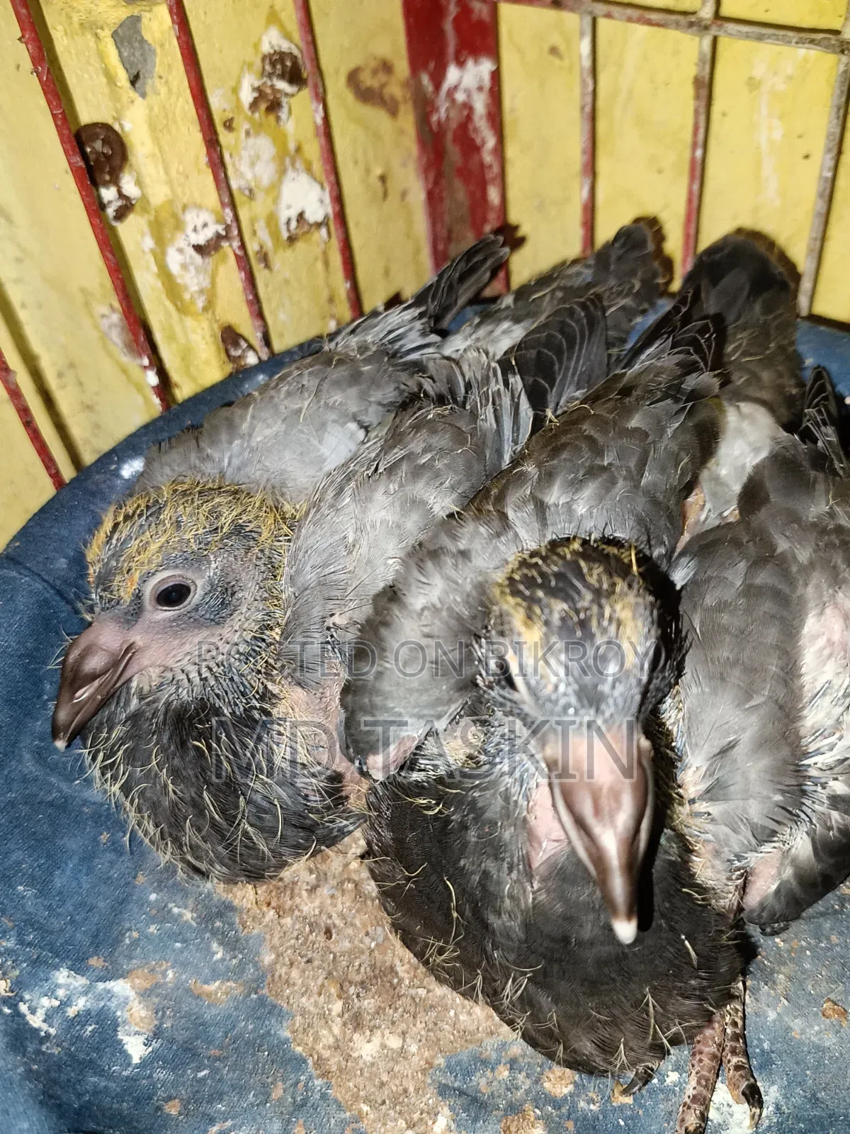 There is a pair of pure pigeons with running babies to be sold