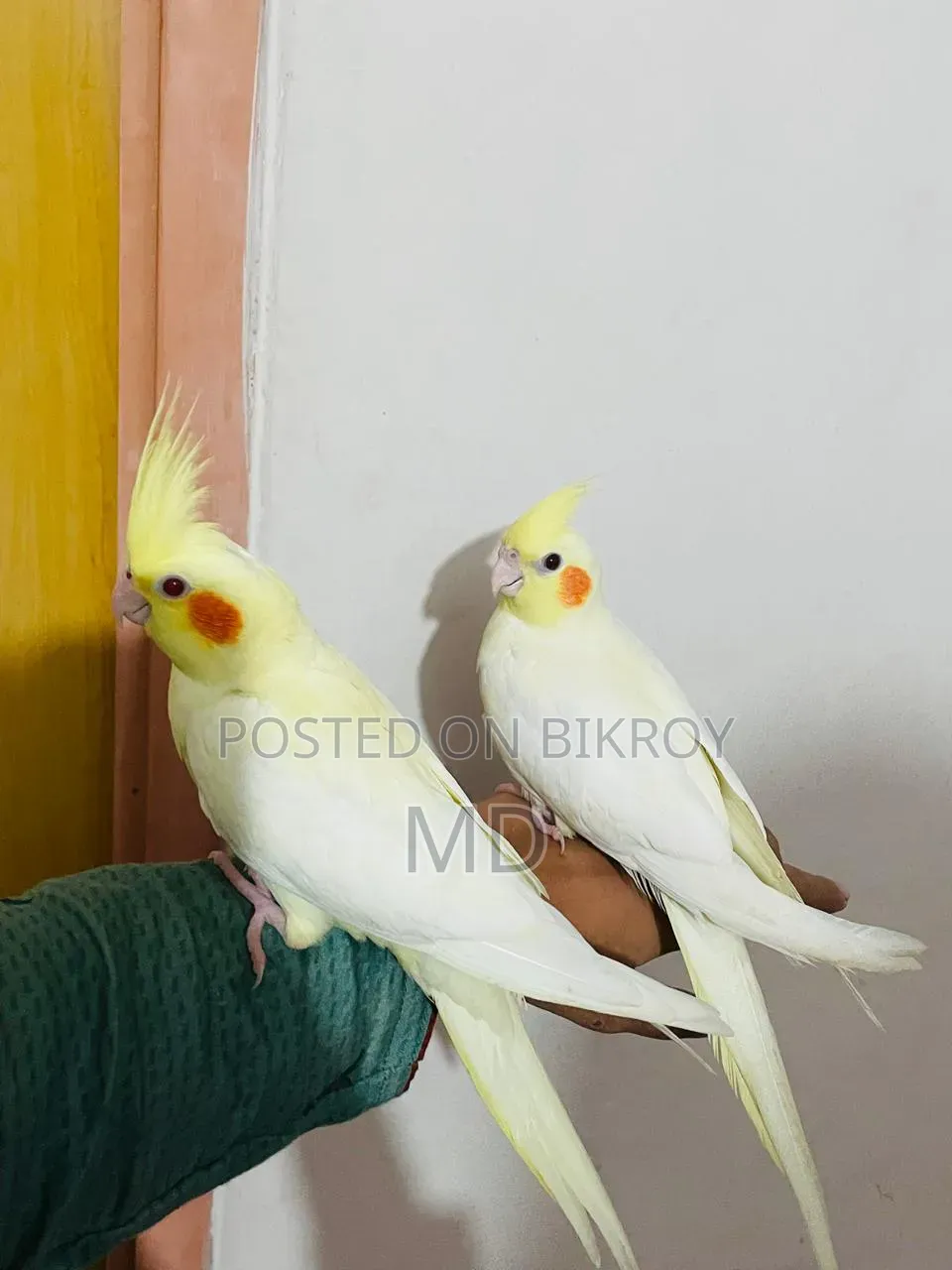 A pair of fully tame Cockatiel birds will be sold